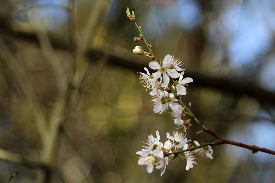 blossom, tree, spring, pink, flowers, branch, springtime, flowering plant HD wallpaper