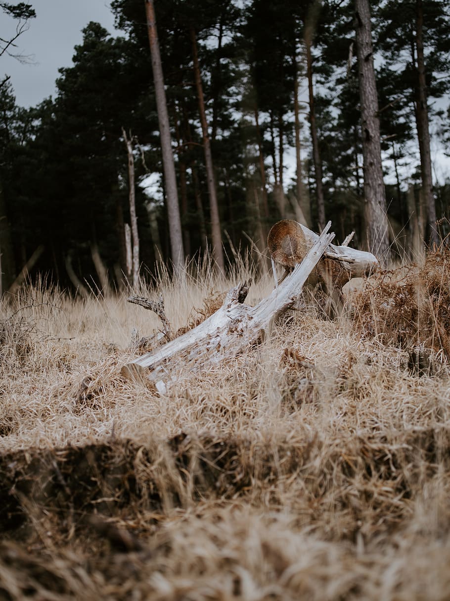 brown log on brown grass, plant, tree, ground, animal, mammal HD wallpaper