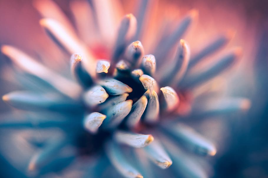 nature, abstract, plant, tree, natural, colorful, environment HD wallpaper