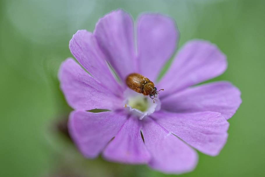 flower, beetle, purple, pollen, flowering plant, freshness HD wallpaper