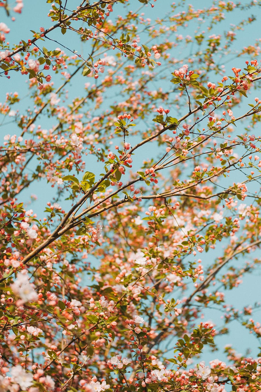 pink-leafed tree, plant, low angle view, beauty in nature, growth HD wallpaper