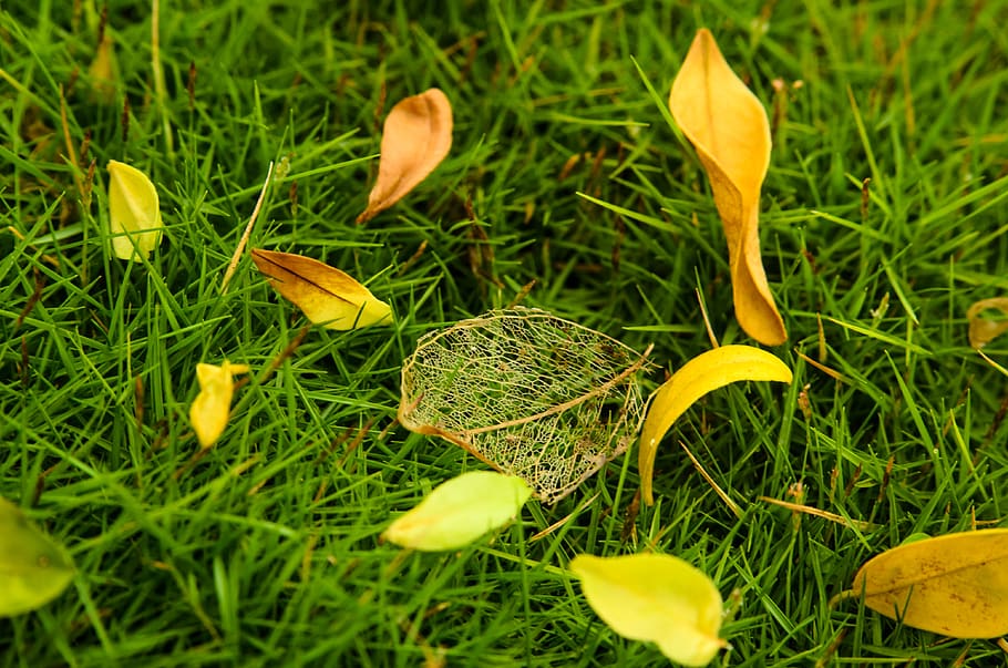 nature, fallen leaf, green, grass, automn, seasons, death, plant HD wallpaper