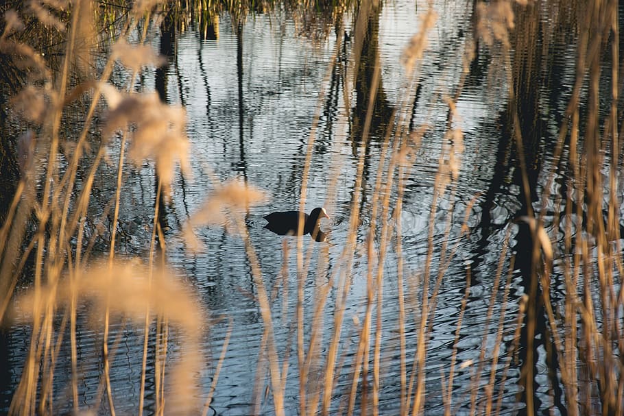 netherlands, eindhoven, bird, lake, behind, reeds, pond, animal HD wallpaper