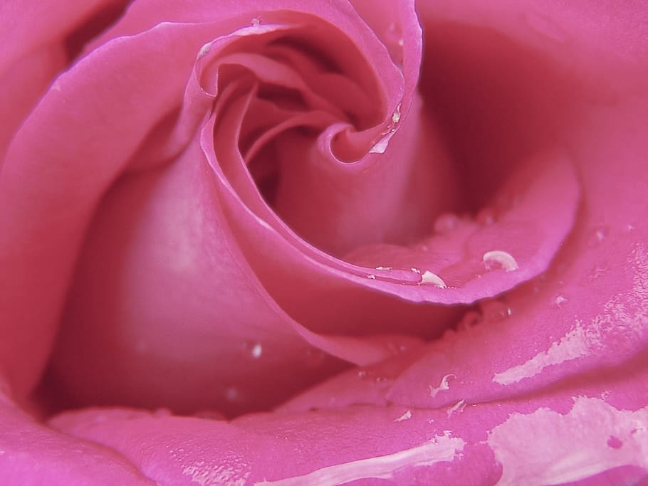 Macro Photography of Pink Rose, blooming, flora, flower, love HD wallpaper