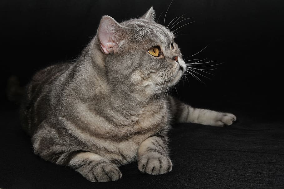 cat, british shorthair, pet, domestic cat, fur, cat's eyes, HD wallpaper