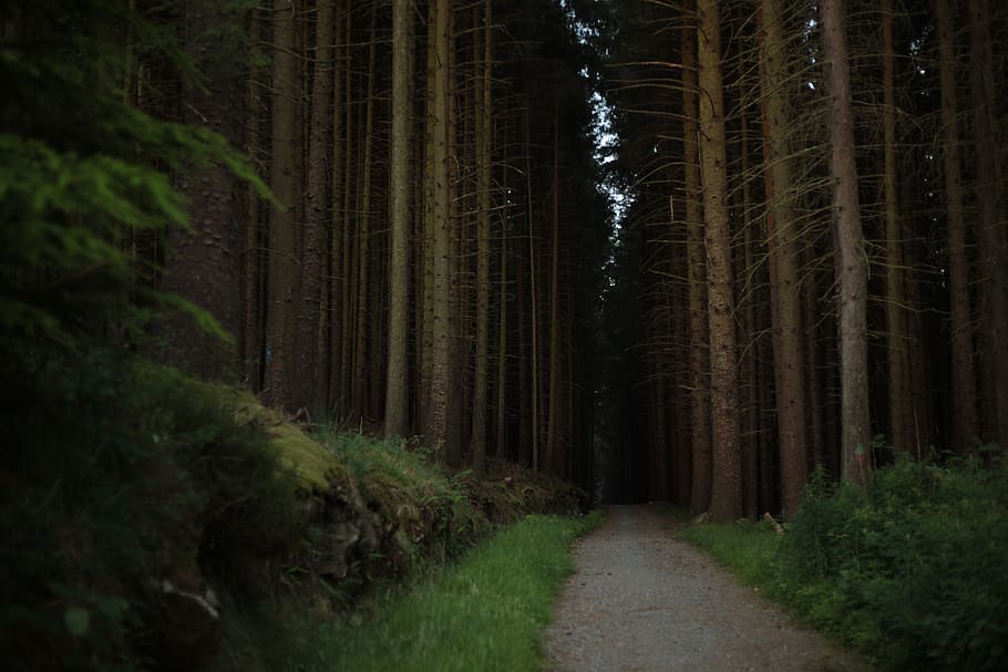 forest, nature, woods, tree, plant, land, woodland, direction HD wallpaper