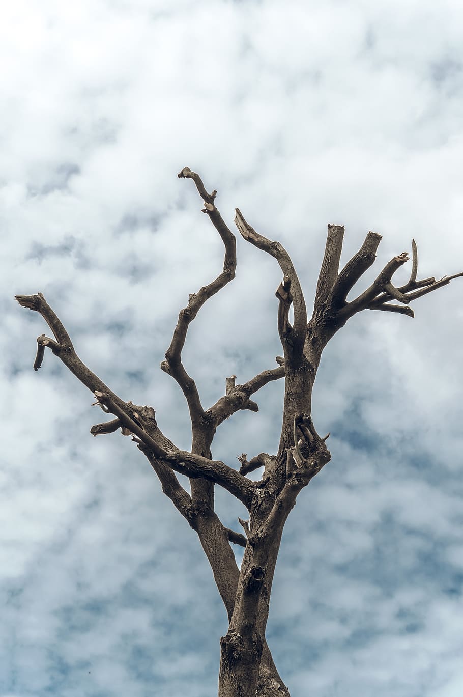 tree, sky, desert, deep, branches, cloud - sky, low angle view HD wallpaper