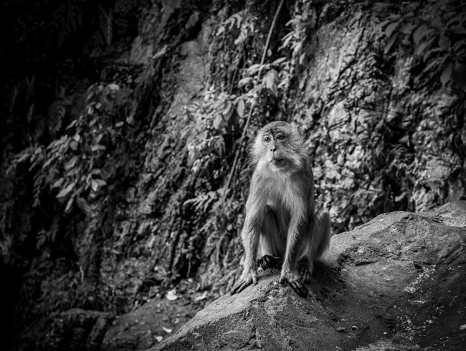 primate at the forest, animal, zoo, monkey, mammal, wildlife HD wallpaper