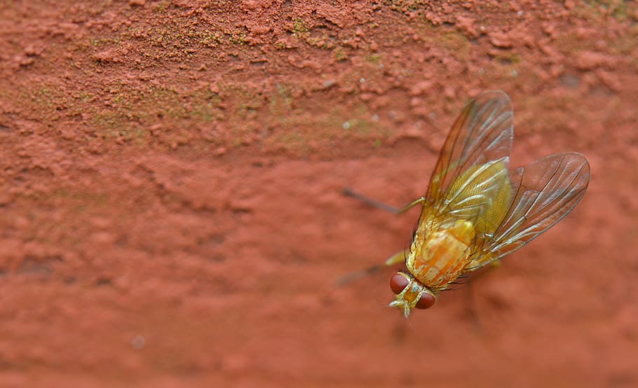 Green and Yellow Fly Perching on Red Surface, bug, close-up, insect, HD wallpaper