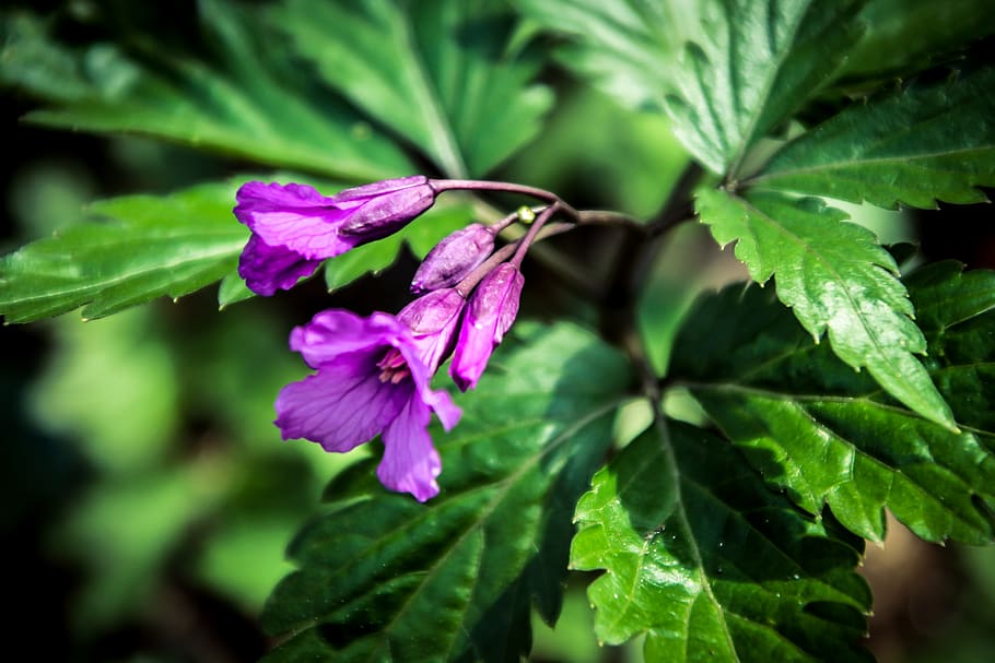 Macro Photography of Purple Flowers, beautiful, bloom, blooming HD wallpaper