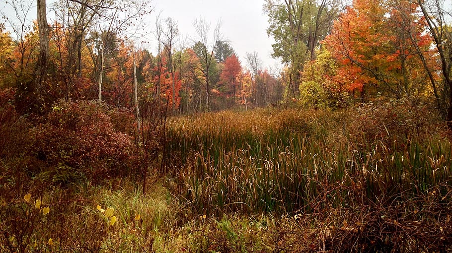 cattails, reeds, autumn, fall, fall colors, trees, fall skyline HD wallpaper