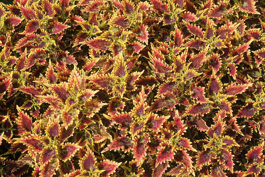plant, foliage, gardening, pattern, texture, background, nature HD wallpaper