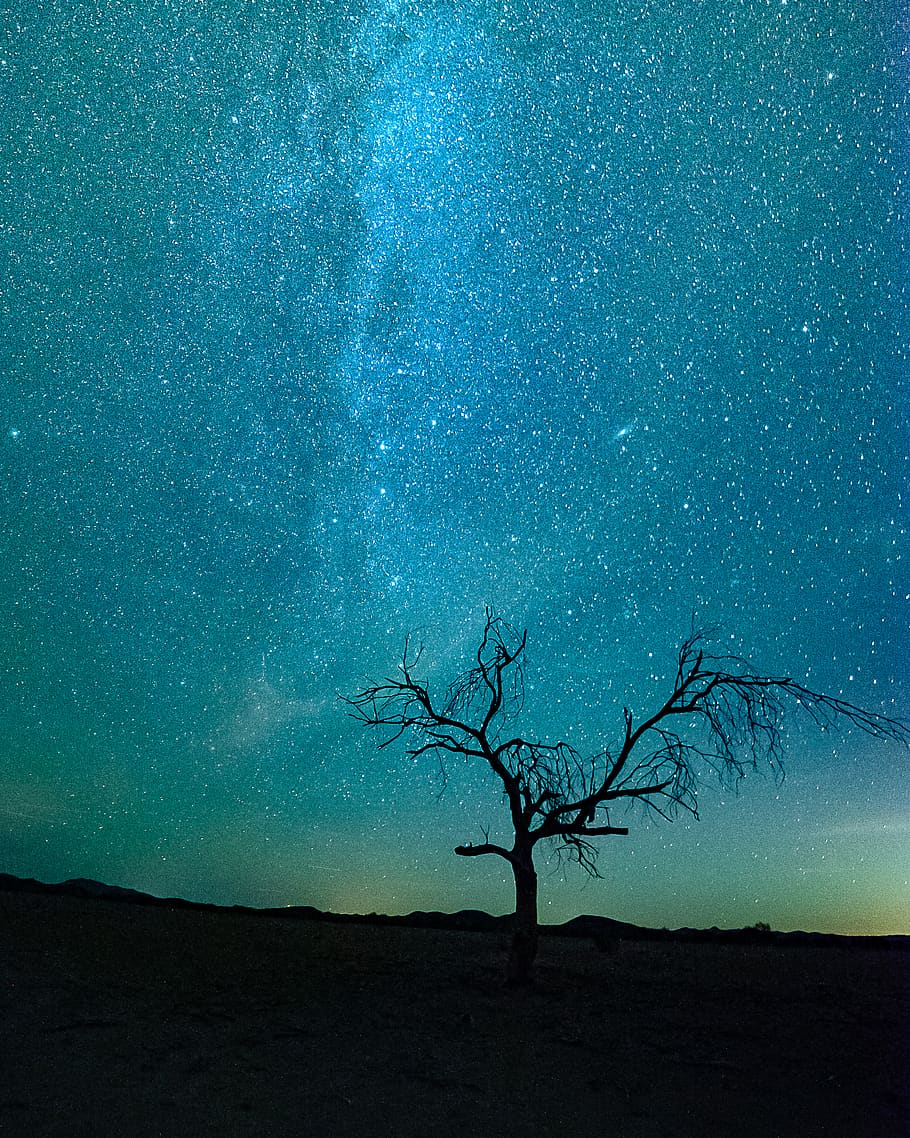 bare tree under starry night, sky, scenics - nature, plant, beauty in nature HD wallpaper