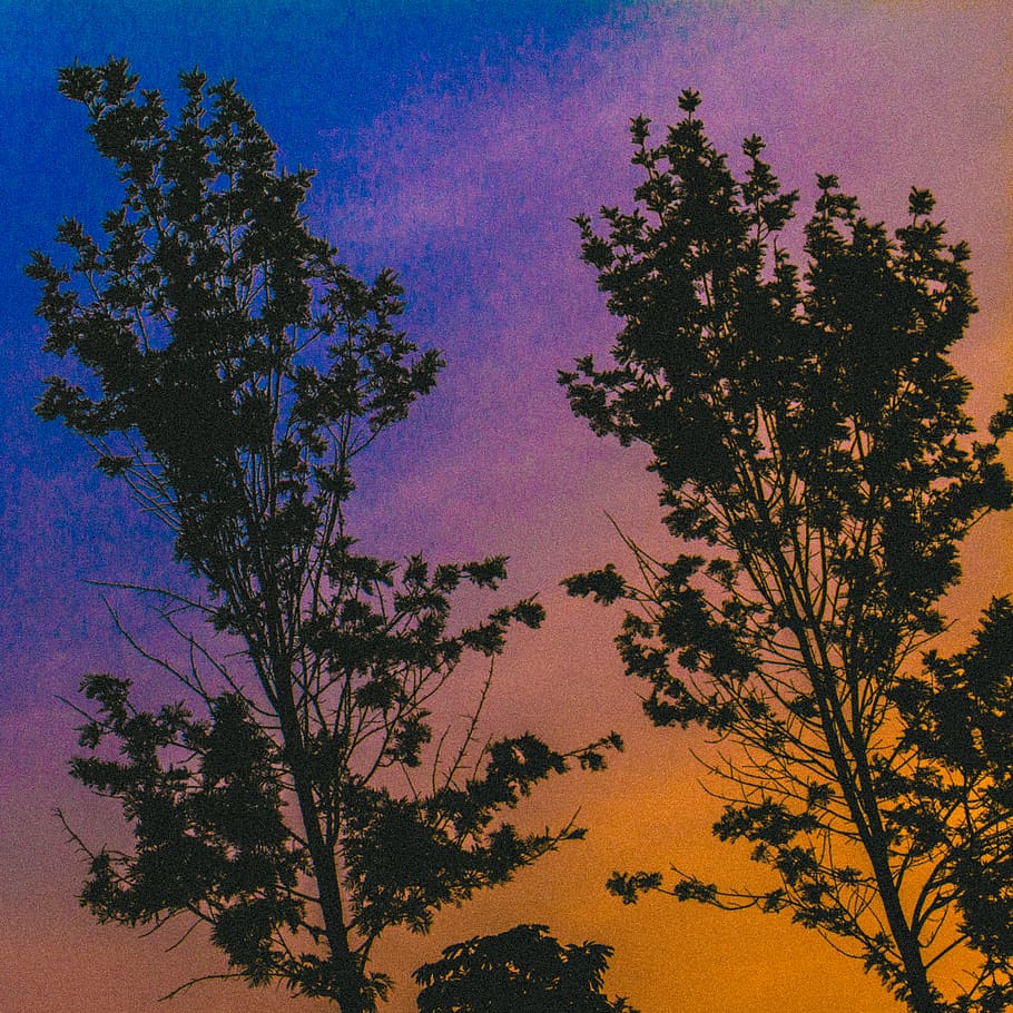 trees, sky, sunset, nightfall, old, vintage, blue, orange, purple HD wallpaper