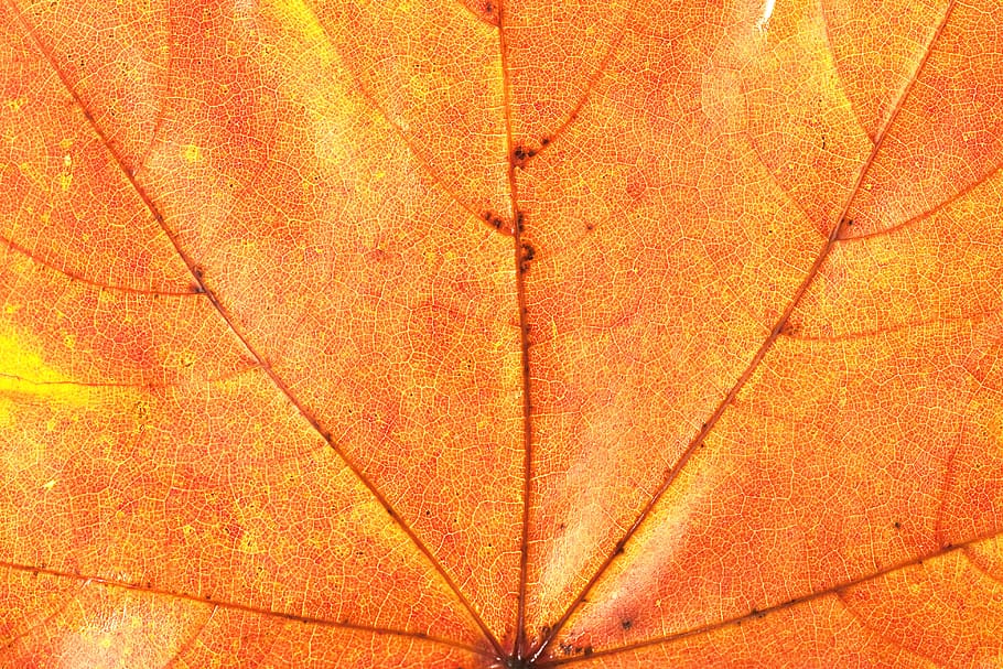 leaf, close-up, orange color, full frame, backgrounds, pattern HD wallpaper