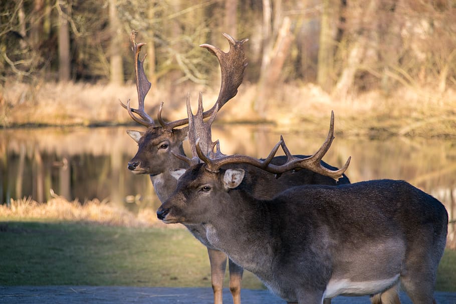 fallow deer, park, blatná, animal, animal themes, animal wildlife HD wallpaper
