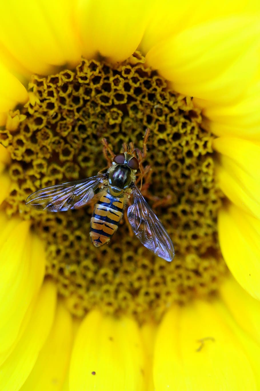 bee, insect, flower, yellow, nature, closeup, wings, plant HD wallpaper