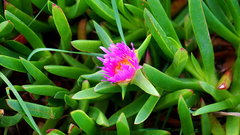 Close-up Photo of Pink Petaled Flower, blooming, colors, daylight HD wallpaper