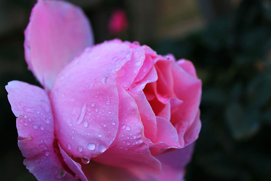 pink rose, drops, feeling, the roses bloom, flower, pink roses HD wallpaper