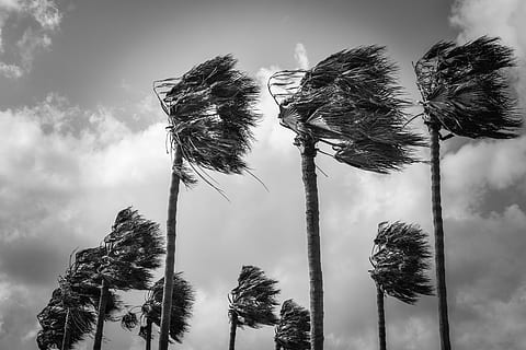 palm trees, wind, windy, weather, nature, hurricane, storm HD wallpaper