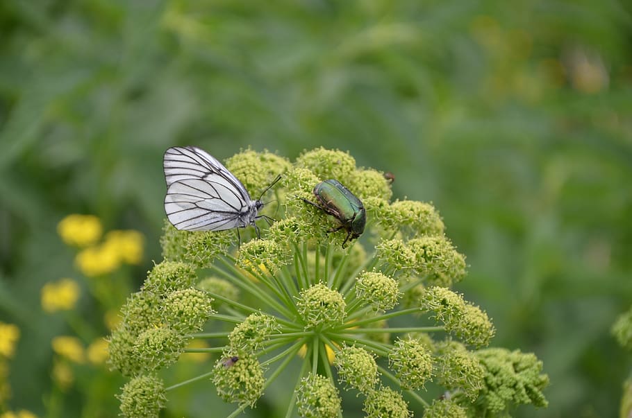 summer, butterfly, beetle, insect, flower, flowering plant HD wallpaper