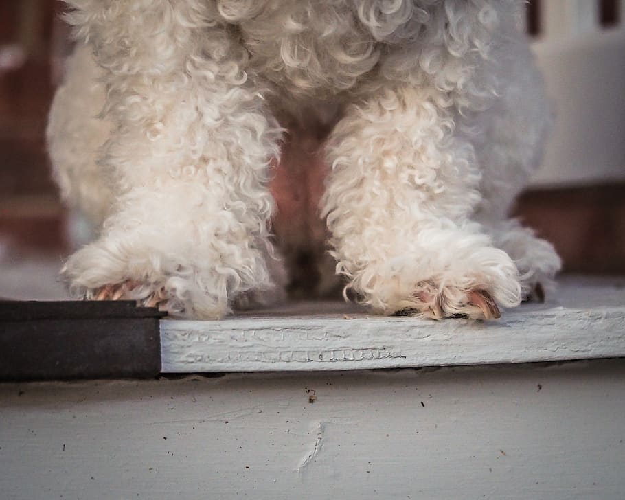 dog, paws, bichon, claws, sitting, low, fur, porch, waiting HD wallpaper