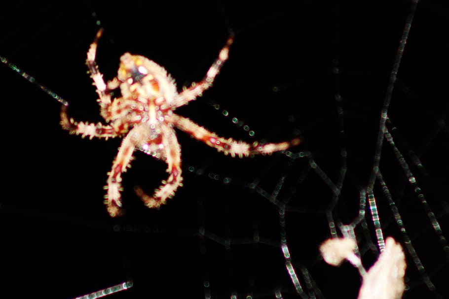 spider, spiderweb, night, arachnid, close-up, illuminated, one animal HD wallpaper