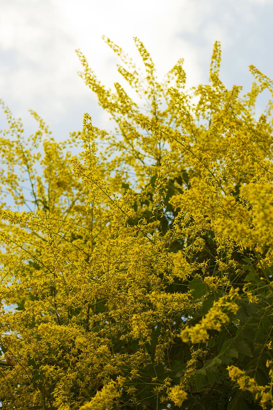 spain, madrid, tree, yellow, flower, summer, plant, beauty in nature HD wallpaper
