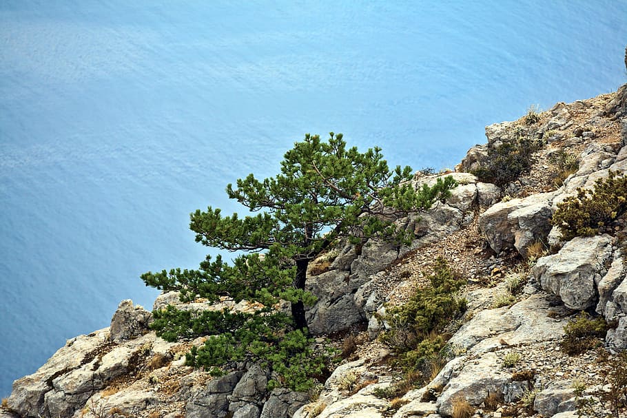 Pine tree on a rock, sea, mountain, mediterranean, europe, rock - object HD wallpaper