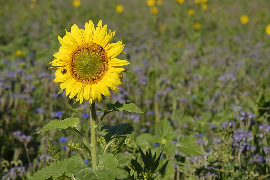 sunflower, phacelia, bees, flowers, wildflowers, flower meadow HD wallpaper