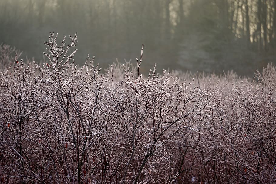 withered trees during daytime, nature, outdoors, ice, snow, weather HD wallpaper