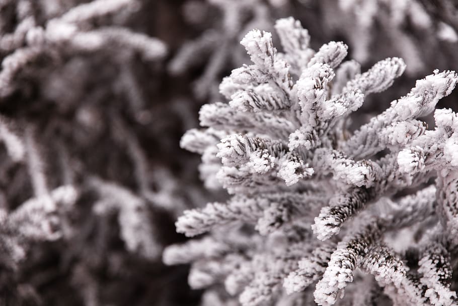frost, snow, winter, tree, pine, mountain, patrick hendry, flower HD wallpaper