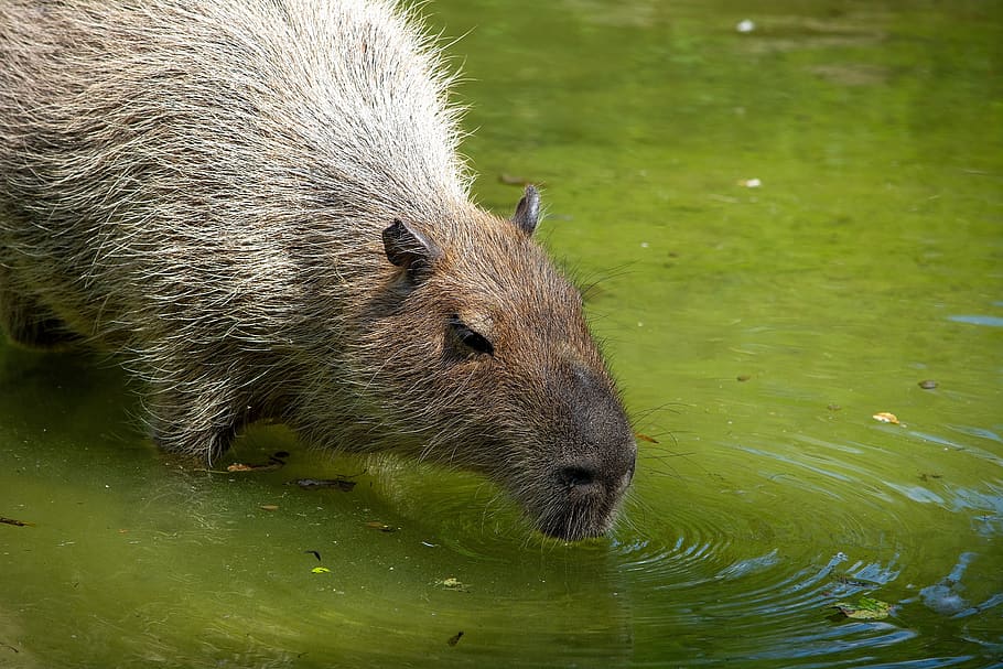 capybara, rodent, animal, mammal, nager, animal world, nature, HD wallpaper