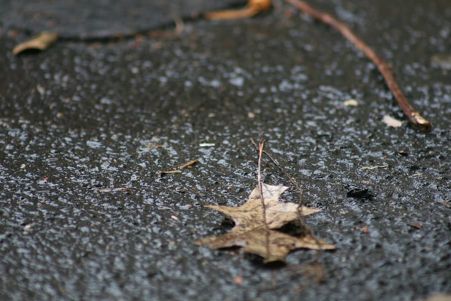 plant, leaf, insect, animal, invertebrate, tarmac, asphalt HD wallpaper