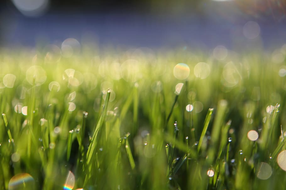 plant, selective focus, growth, green color, close-up, beauty in nature HD wallpaper