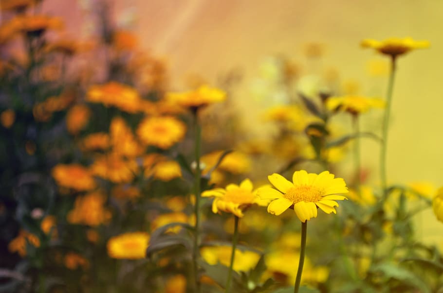Flowers, nature, yellow, plant, freshness, flowering plant, beauty in nature HD wallpaper
