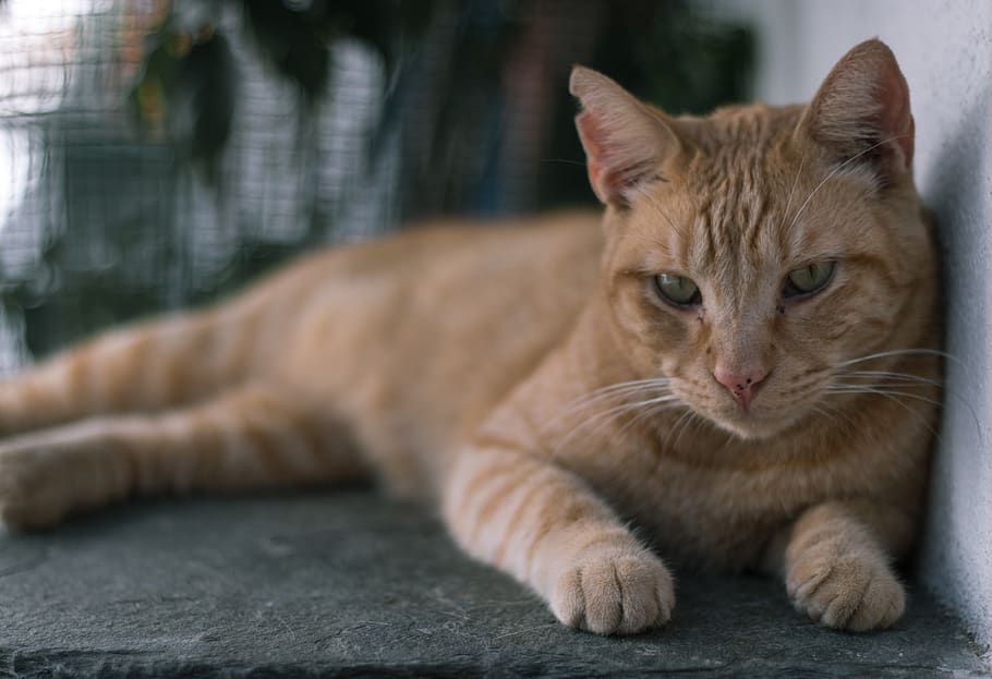 spain, cadaqués, cat, cadaques, vilage, animal, focus, catalunya HD wallpaper