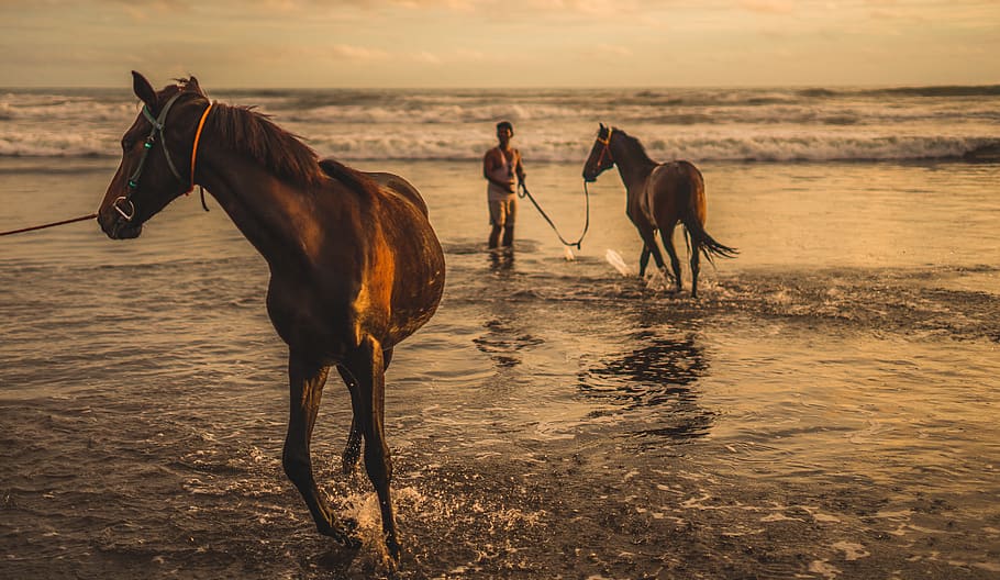Two Brown Horse on Sea, animals, cavalry, equestrian, equine HD wallpaper