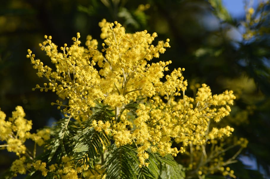 france, finistere, winter, yellow, blossom, tree, foliage, flowers