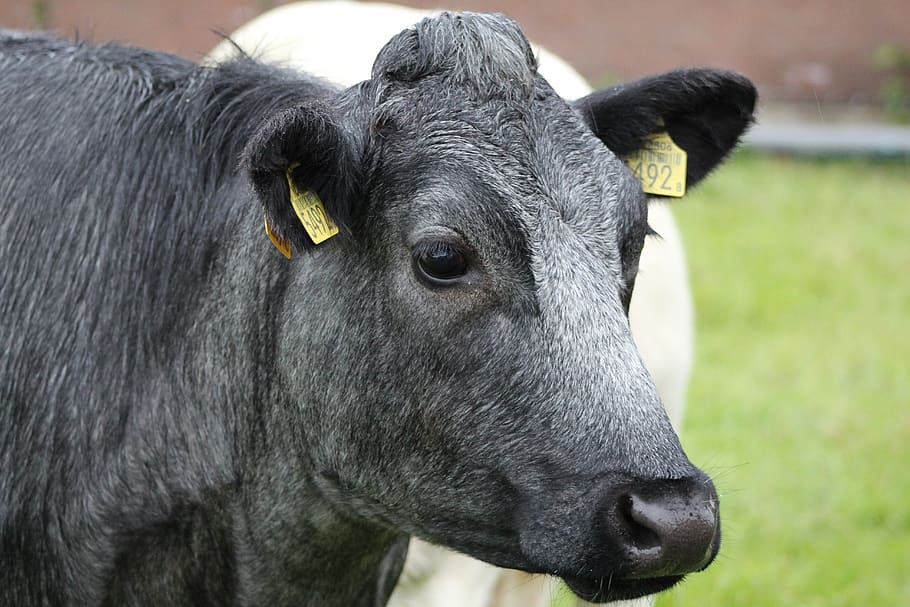 cow, cattle, farm, beef, grass, countryside, herkauwer, grey HD wallpaper