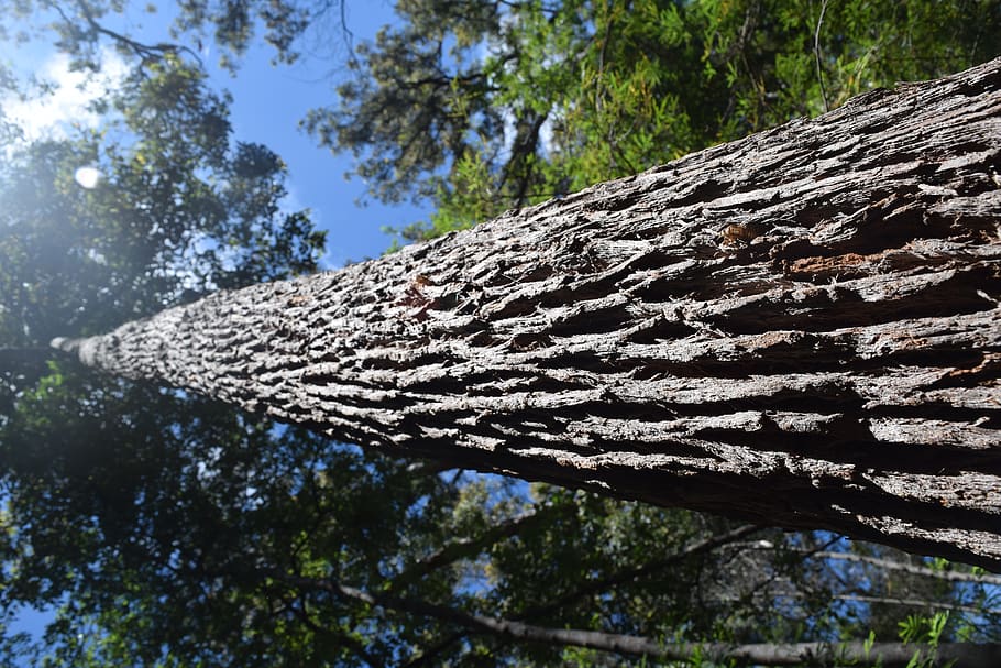tree, plant, tree trunk, nature, perspective, green, blue, grey HD wallpaper