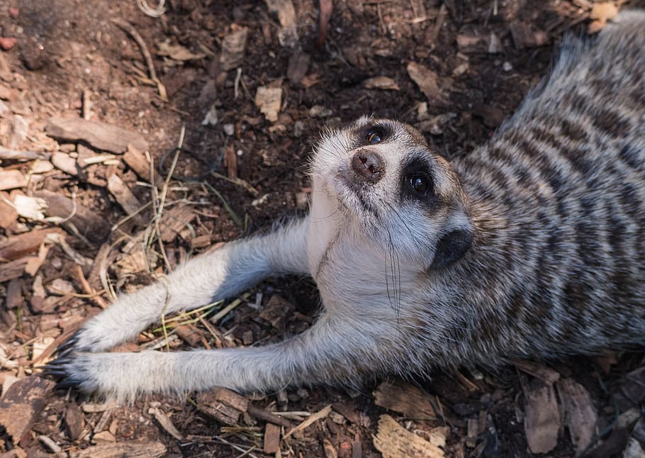 cute, look, relax, rest, lay, dirt, ground, whisker, nose, eye HD wallpaper