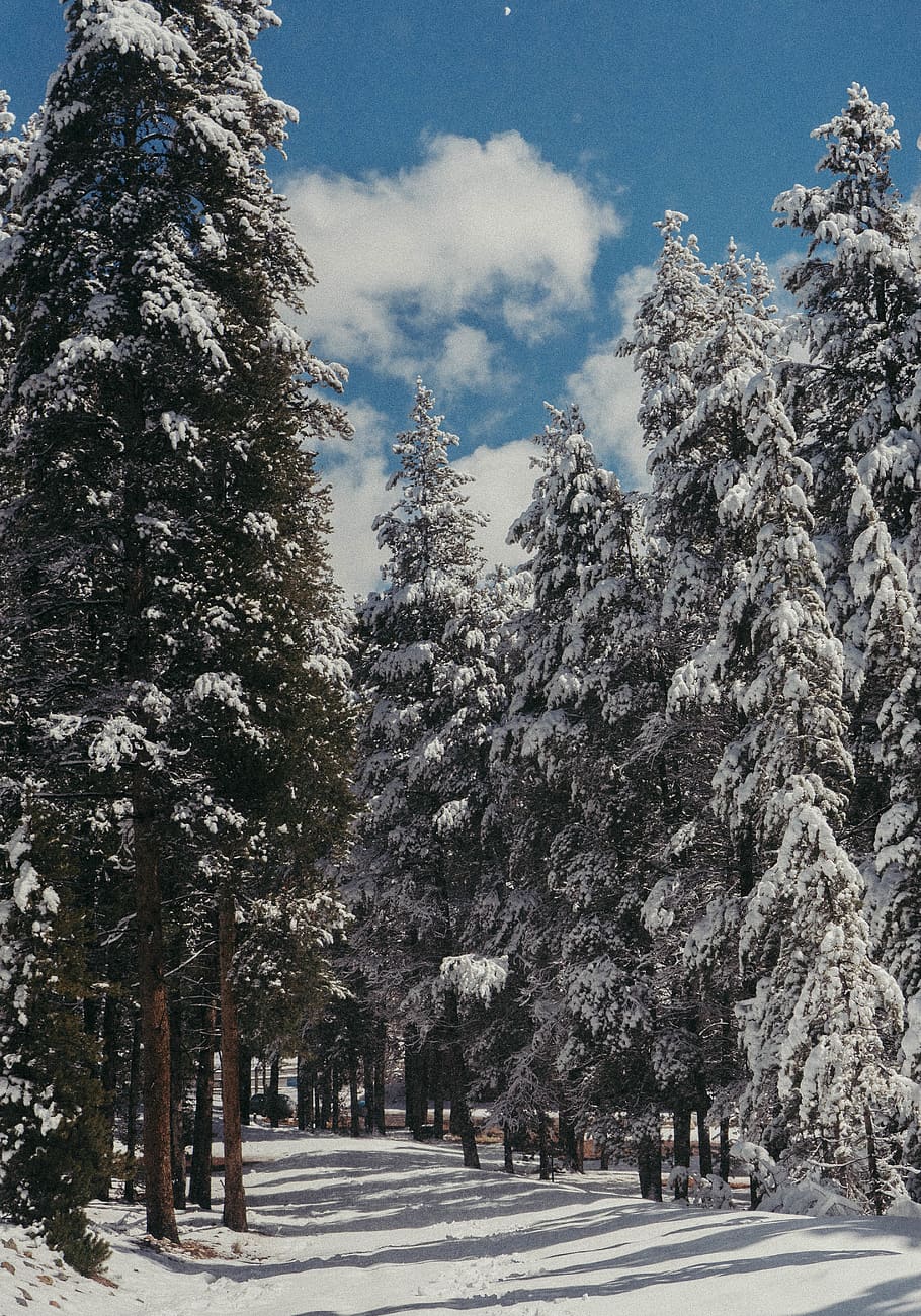 pine trees with snows during daytime, plant, fir, abies, conifer HD wallpaper