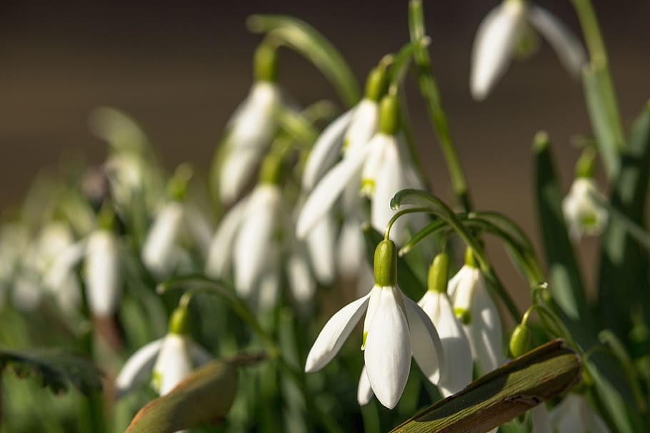 snowdrop, spring, flowers, spring flowers, garden, bulbs, bloom HD wallpaper