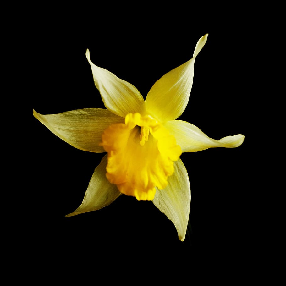 yellow, black, flower, flowering plant, petal, studio shot HD wallpaper