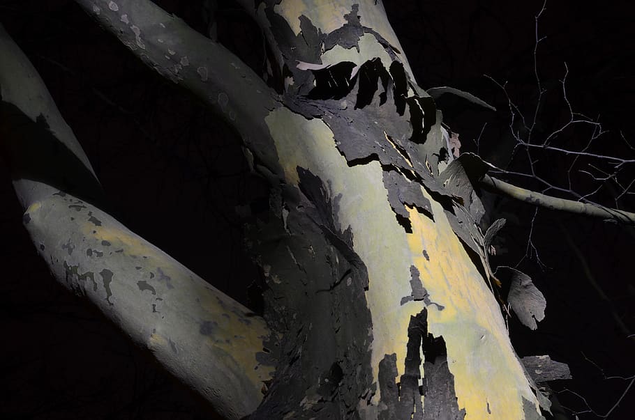 bark, tree, dark, rind, crust, no people, nature, close-up HD wallpaper
