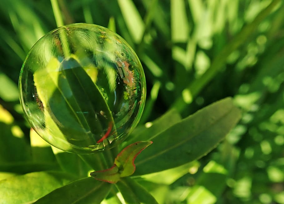 bubble, leaves, plants, garden, nature, green color, growth HD wallpaper