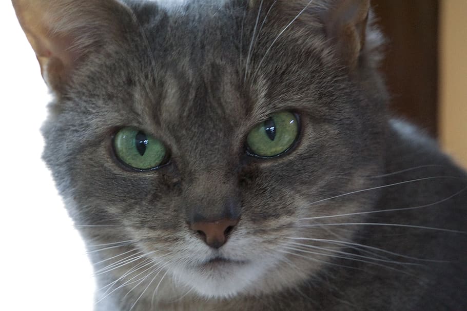 cat, domestic, domestic animals, animal themes, mammal, pets HD wallpaper