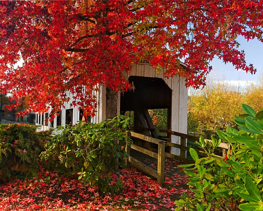 plant, tree, autumn, change, leaf, plant part, nature, built structure HD wallpaper
