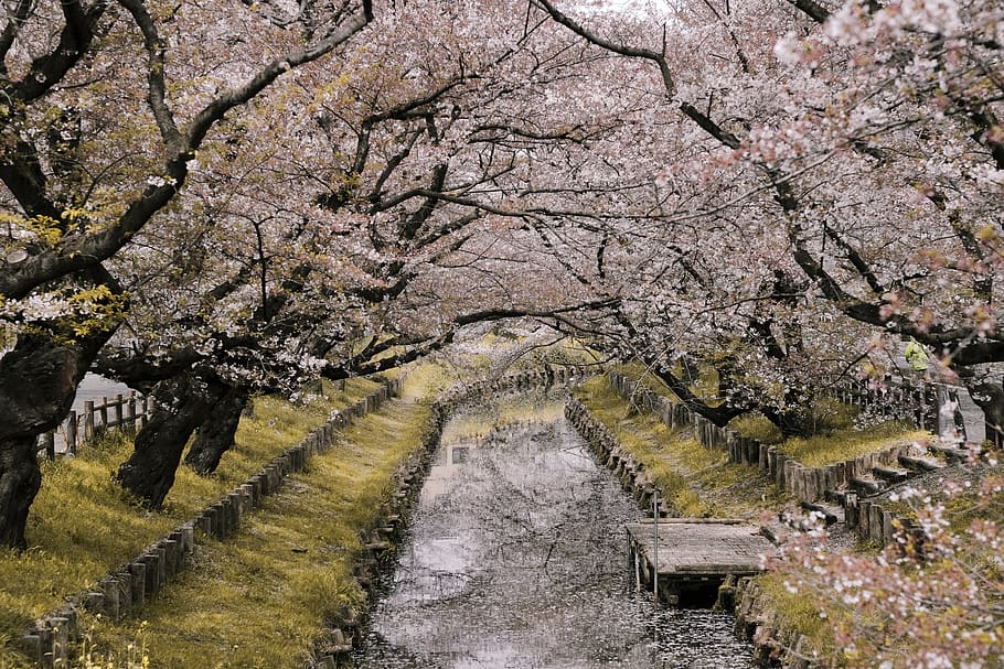 River Between Cherry Blossoms, branch, environment, flora, japan HD wallpaper